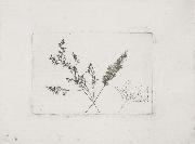 Willim Henry Fox Talbot Three Grasses oil painting reproduction